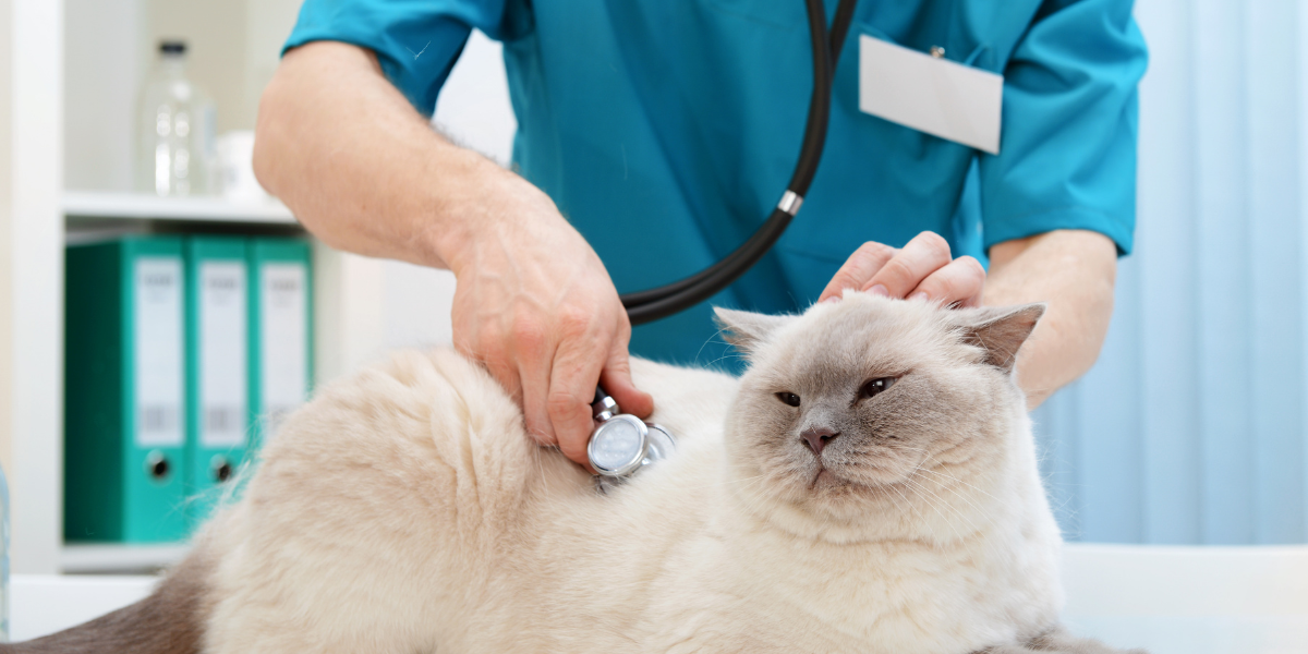 A student in a veterinary setting observing a vet at work with an animal, gaining work experience